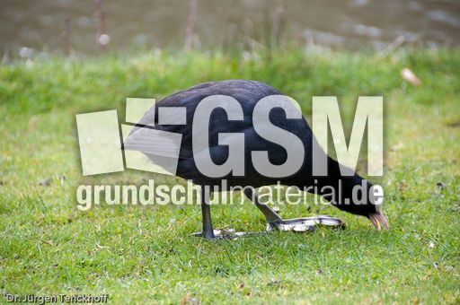 Bläßhuhn (8 von 8).jpg